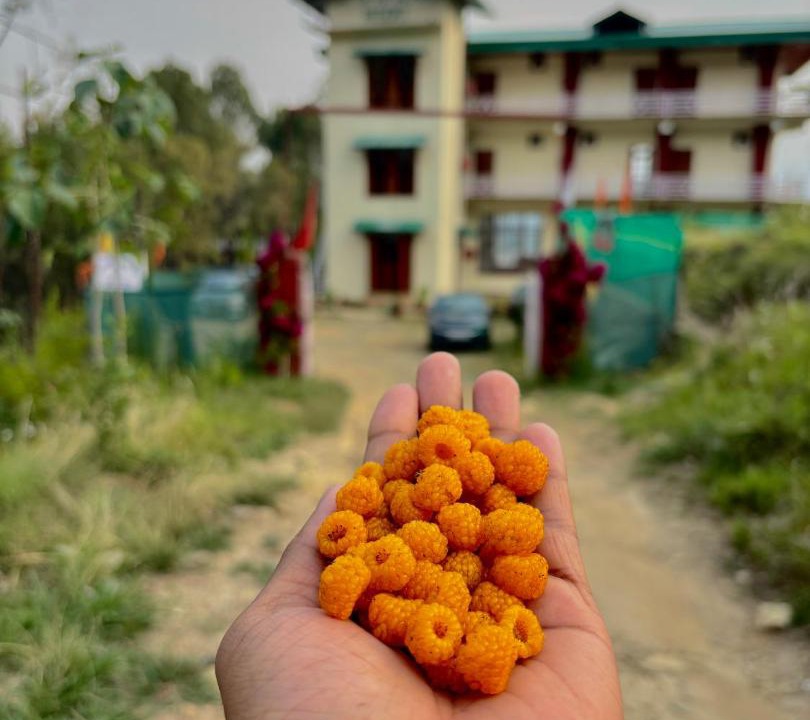 Photo of Others in Kausani