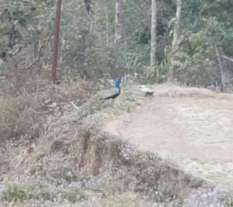 Photo of Others in Pedong