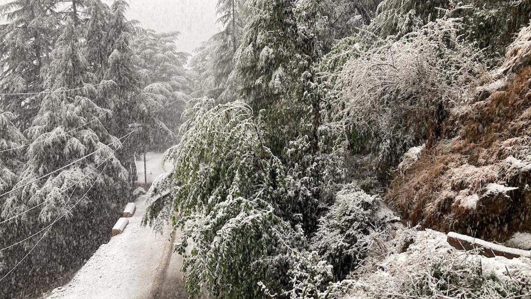 Photo of Others in McLeod Ganj