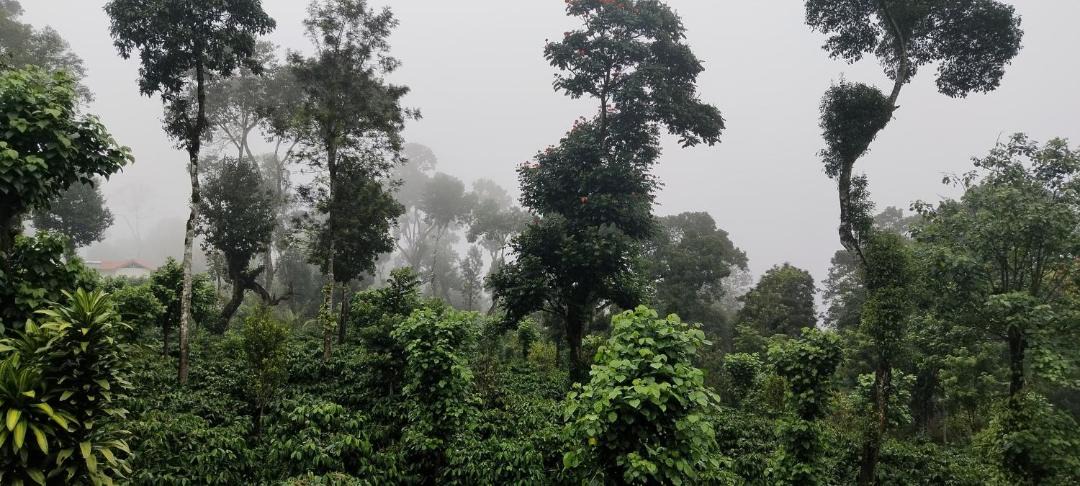 Photo of Others in Madikeri
