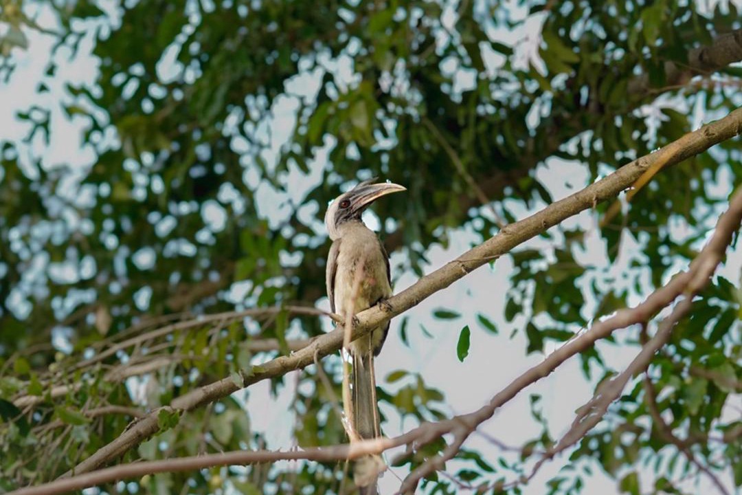 Photo of Others in Kanda Range