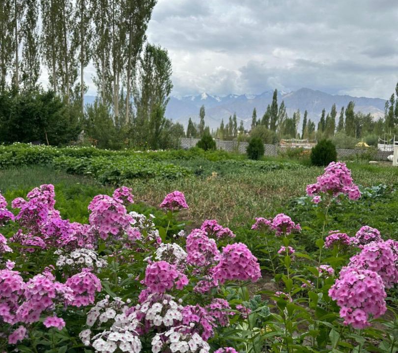 Photo of Others in Leh