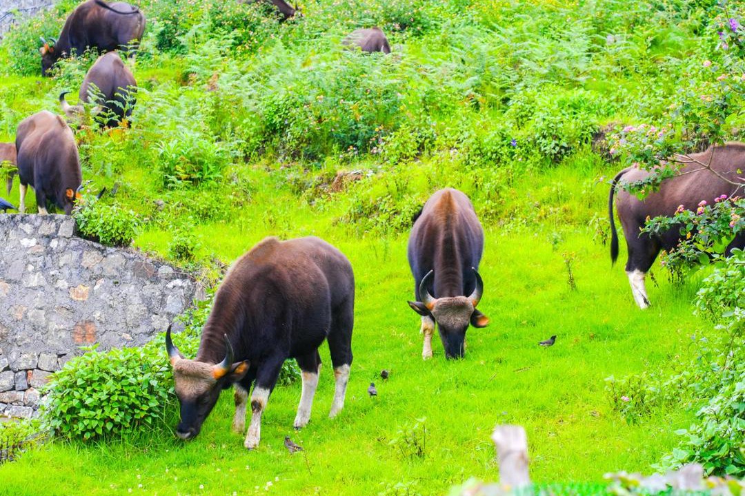 Photo of Others in Kodaikanal