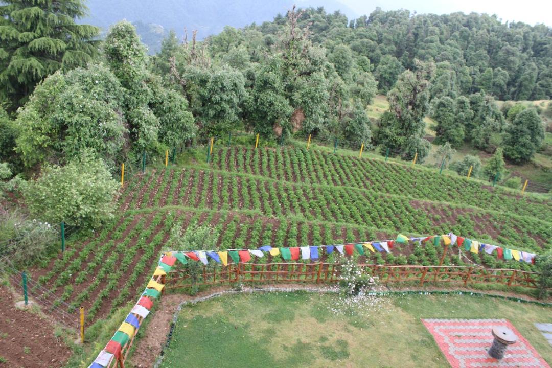 Photo of Others in Jogindarnagar