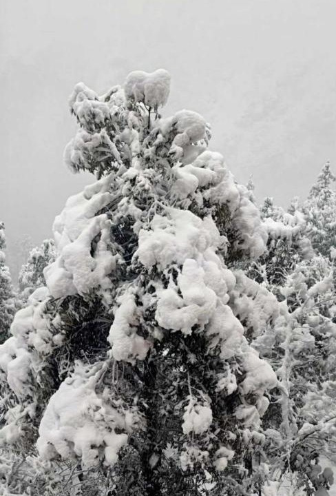 Photo of Others in Shimla