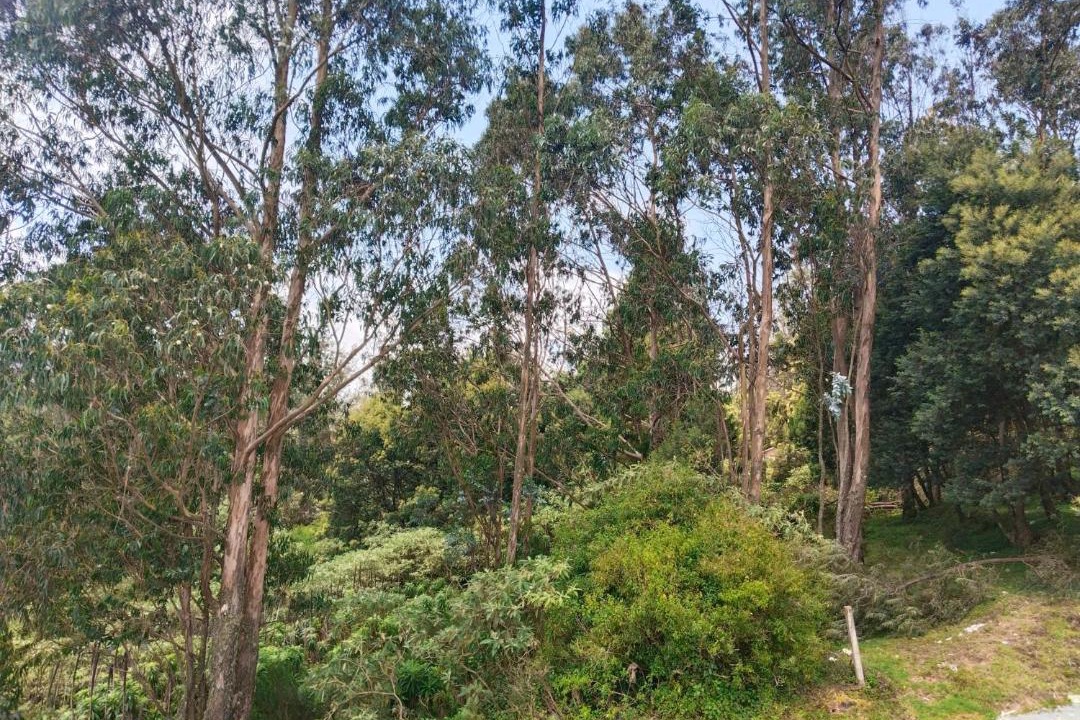 Photo of Others in Ooty