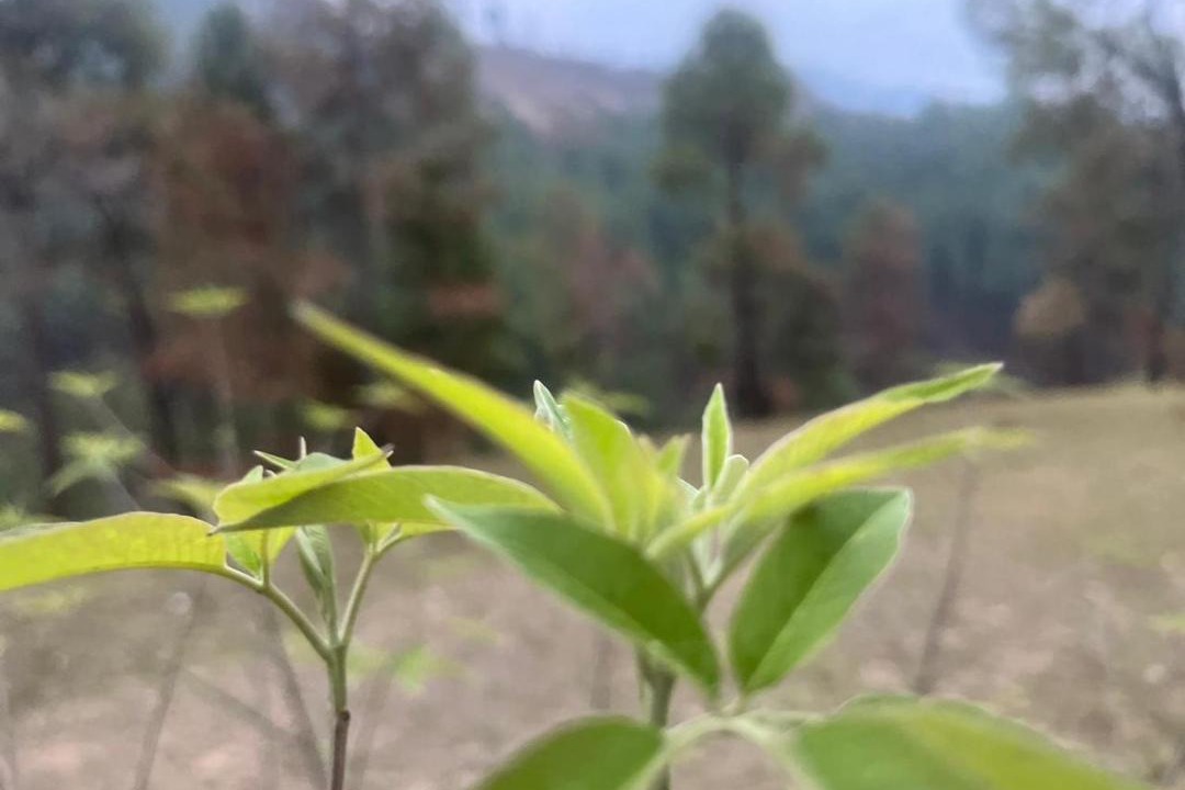 Photo of Outdoor in Almora