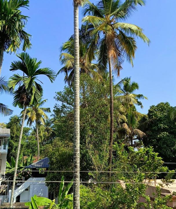 Photo of Others in Fort Kochi