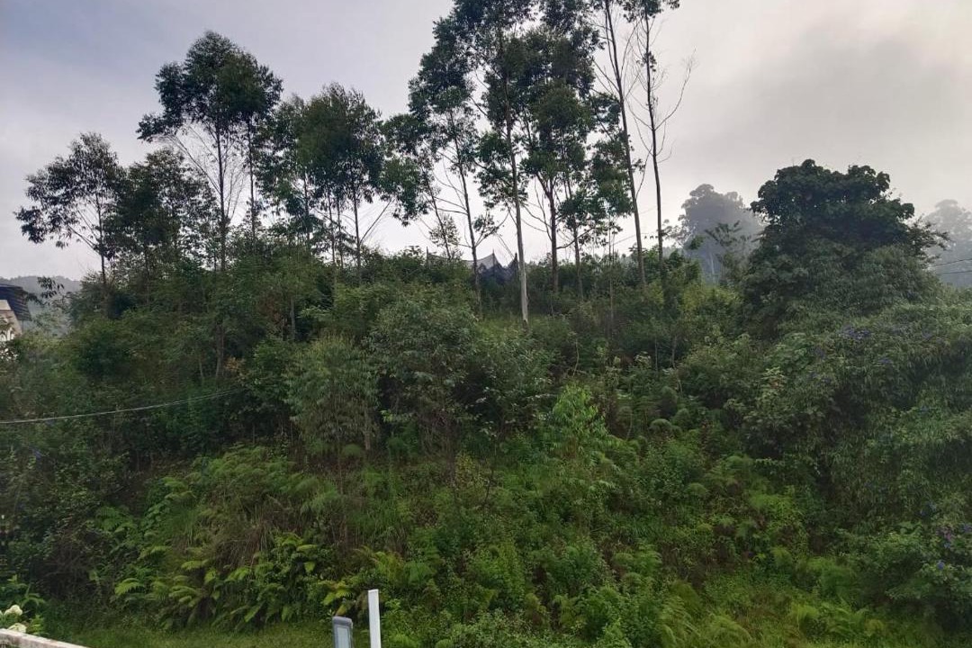 Photo of Others in Munnar