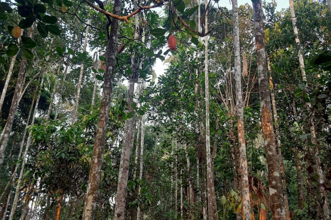 Photo of Others in Mananthavady