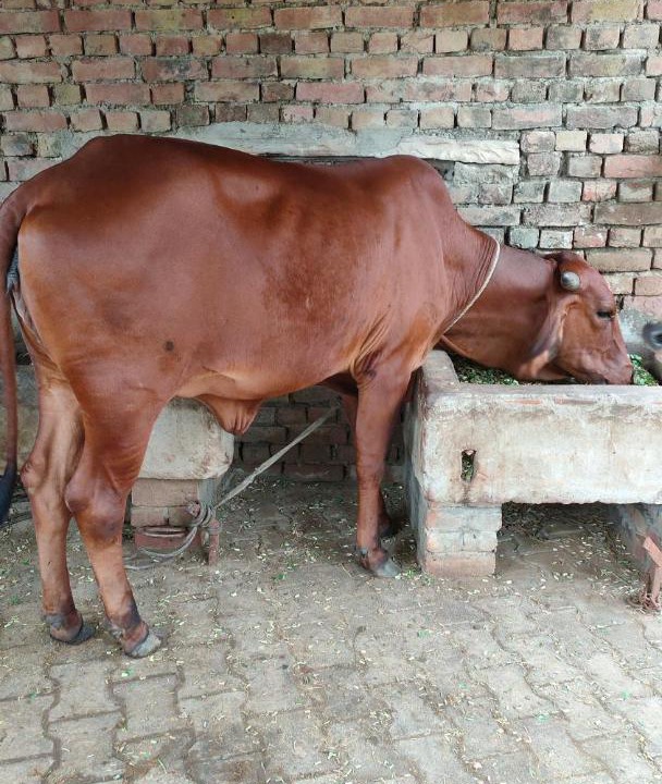 Photo of Others in Bharatpur