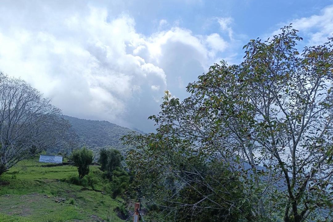Photo of Others in Kumarhatti