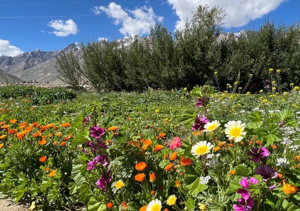 Photo of Others in Kargil