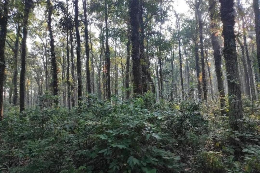 Photo of Others in Alipurduar