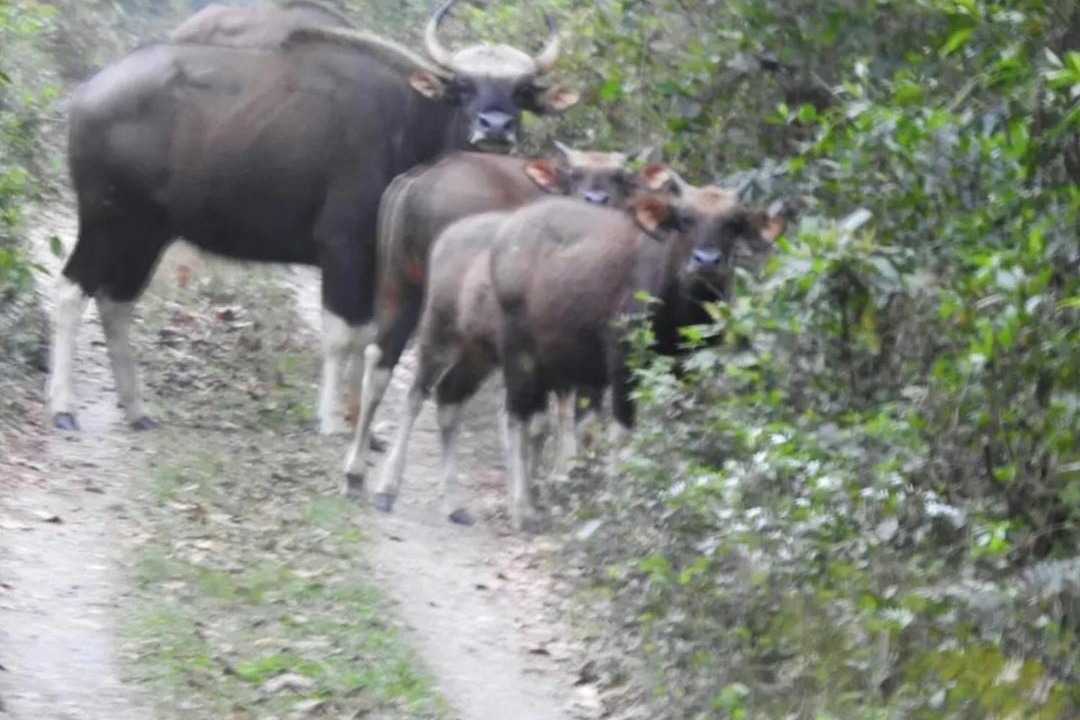 Photo of Others in Alipurduar