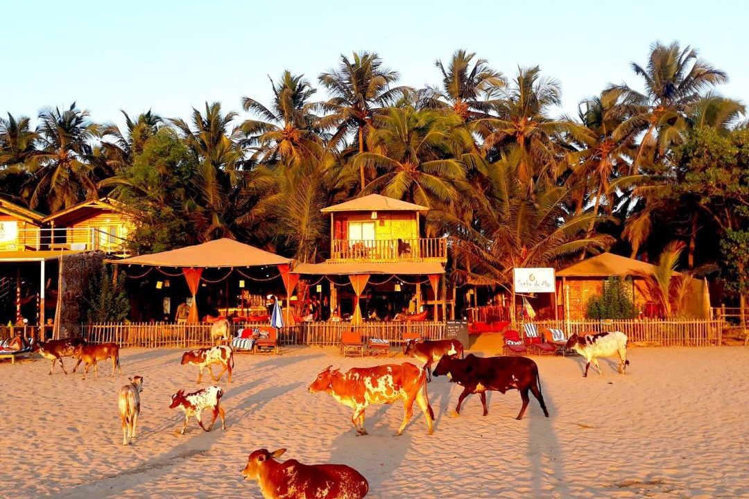 Photo of Others in Agonda