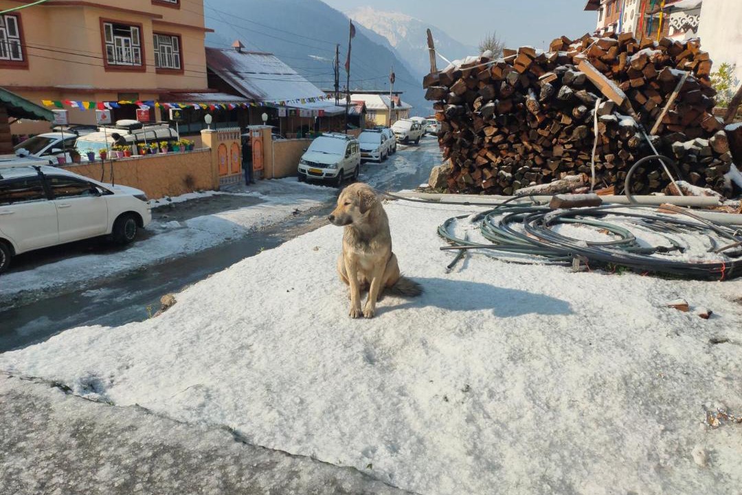 Photo of Others in Mangan