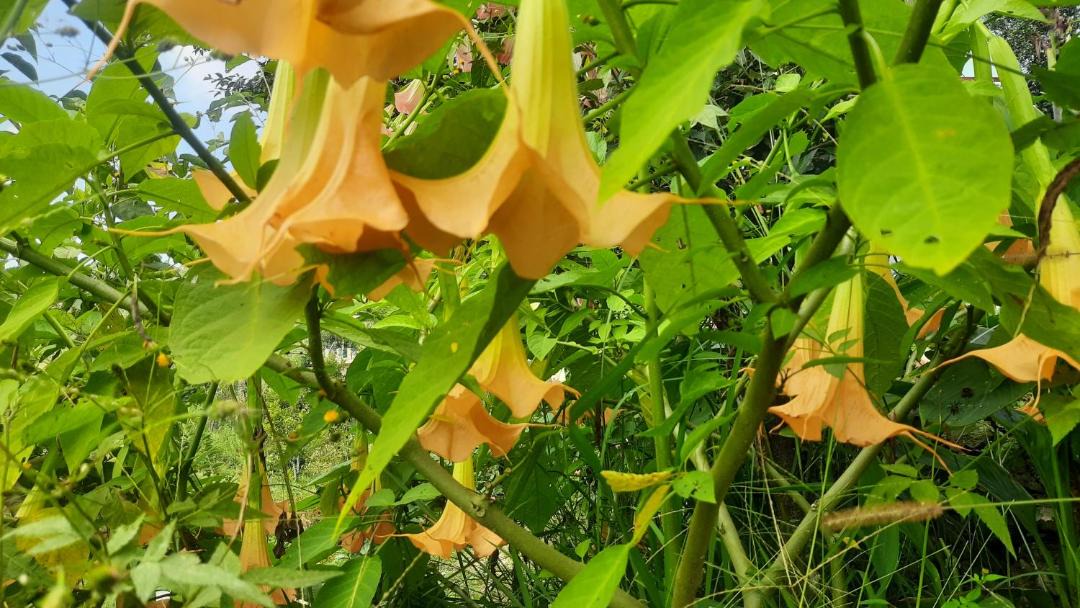 Photo of Outdoor in Almora