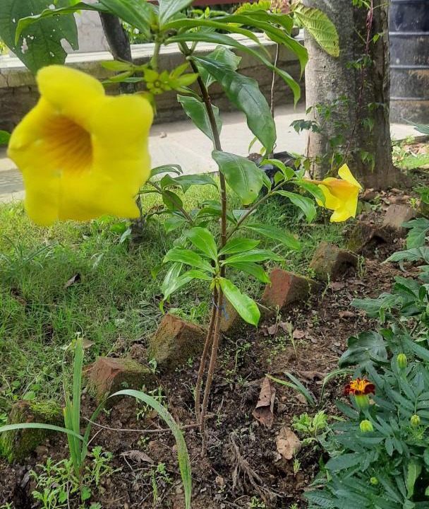 Photo of Outdoor in Almora