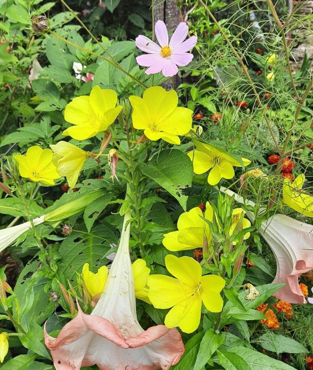 Photo of Outdoor in Almora