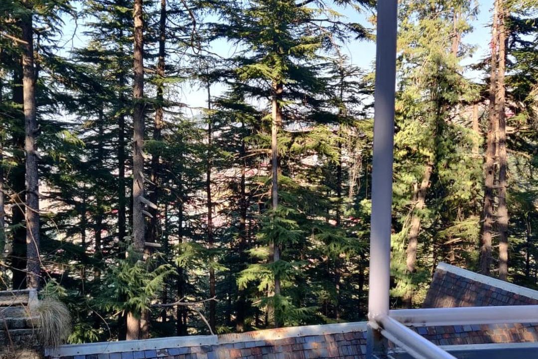 Photo of Others in Shimla