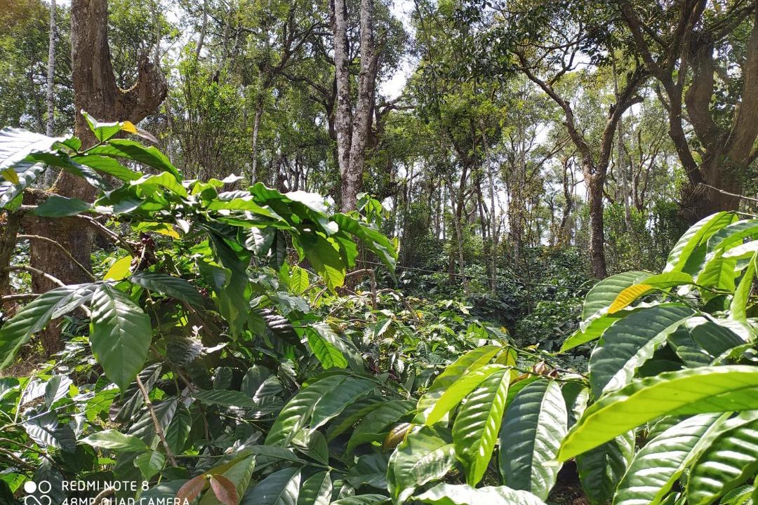 Photo of Others in Somvarpet