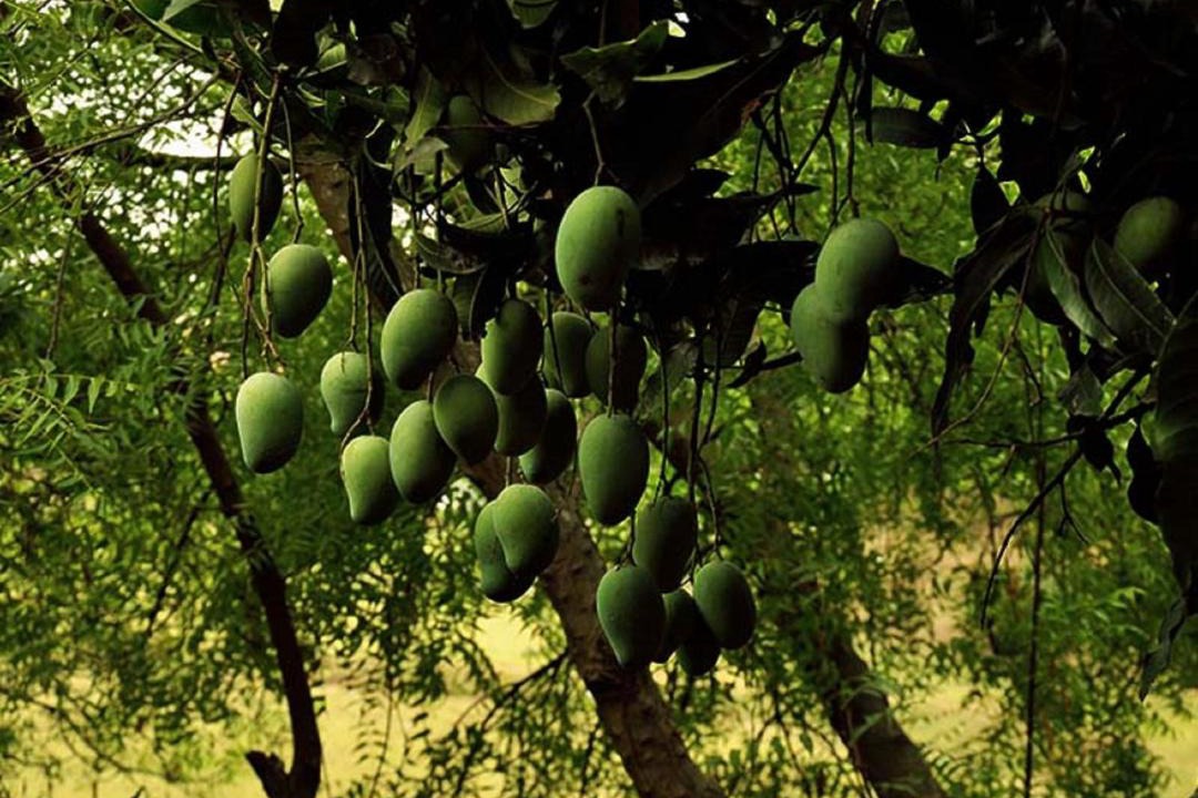 Photo of Outdoor in Bolpur