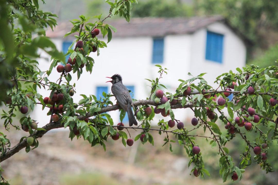 Photo of Others in Ramgarh