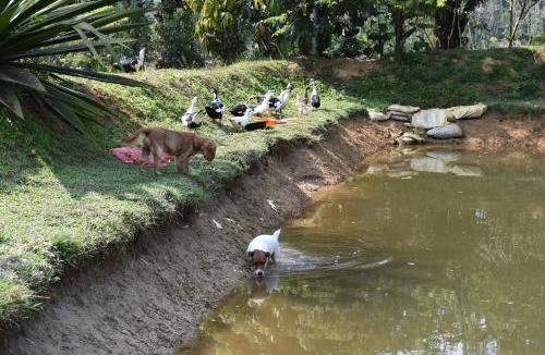 Virarajendrapet House | Wetland Homestay Coorg