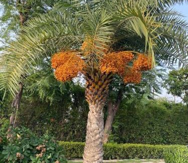 Noida Villa | Serene Farmstay with Pool & Machan!!