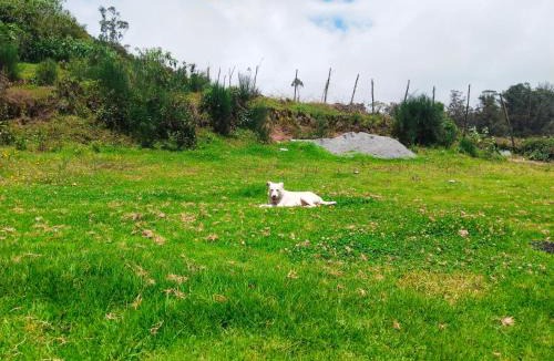 Ooty Resort | ooty dreams resort
