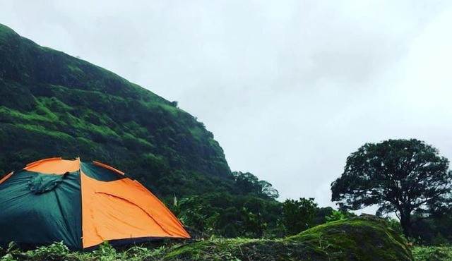 Canary Forest Camping
